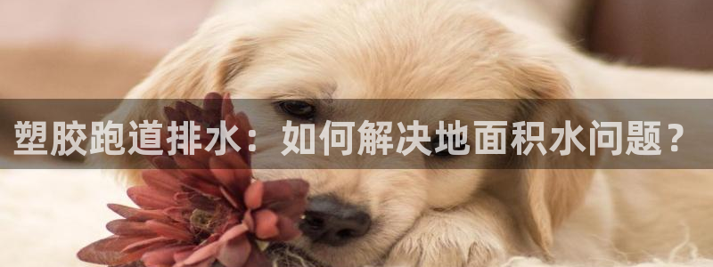 红足1世手机下载：塑胶跑道排水：如何解决地面积水问题？