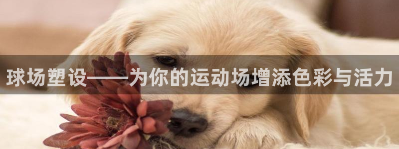 红足1世官网：球场塑设——为你的运动场增添色彩与活力